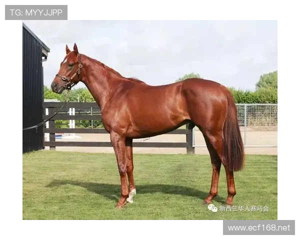 富里睡醒发现自家马场又多两匹纯血马，这月第几次了？